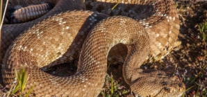 A second fatal rattlesnake bite on a Southern California hiking trail