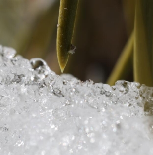 Extreme heat is rapidly melting California’s snowpack