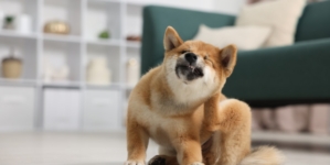 Grumpy ‘Antisocial’ Dog’s Relationship With Owner’s Boyfriend Melts Hearts