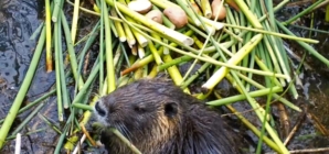 Invasive rodent plaguing California may have been deliberately released. Here’s the theory