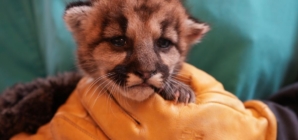 Baby mountain lion orphaned and left to starve in Southern California is rescued