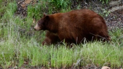 Video shows black bear charging at a hiker on Mount Wilson