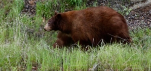 Video shows black bear charging at a hiker on Mount Wilson