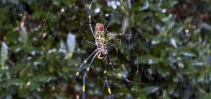 Large spiders the size of your palm are popping up across the U.S. Here’s why you shouldn’t be afraid
