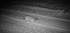 L.A.’s history-making wolf lands in Eastern Sierra, seeks forever home