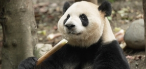 Pandas set for 8,000-mile blind date in Atlanta
