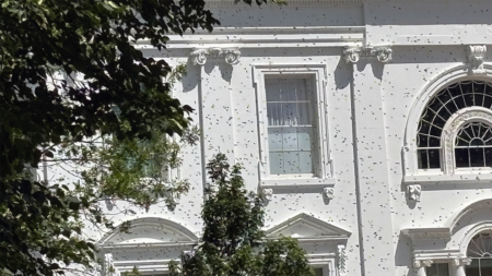 Bees swarm White House North Lawn weeks after Melania Trump adds colonies