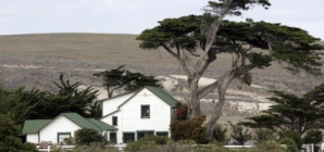 Santa Rosa Island fire burns through rare Torrey pine grove