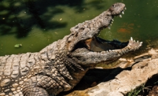 Three-year-old critically injured after ending up in a crocodile enclosure at a U.K. zoo