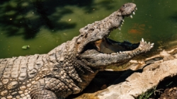Three-year-old critically injured after ending up in a crocodile enclosure at a U.K. zoo