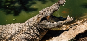 Three-year-old critically injured after ending up in a crocodile enclosure at a U.K. zoo
