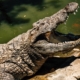 Three-year-old critically injured after ending up in a crocodile enclosure at a U.K. zoo