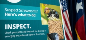 FDA Approves Emergency Screwworm Medicine for Pets: Which Animals Qualify