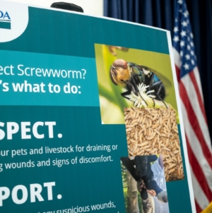 FDA Approves Emergency Screwworm Medicine for Pets: Which Animals Qualify