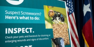 FDA Approves Emergency Screwworm Medicine for Pets: Which Animals Qualify