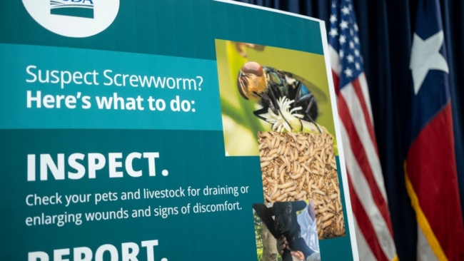 FDA Approves Emergency Screwworm Medicine for Pets: Which Animals Qualify