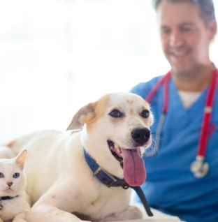 FDA clears emergency use of drug to fight screwworm infections in pets