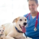 FDA clears emergency use of drug to fight screwworm infections in pets