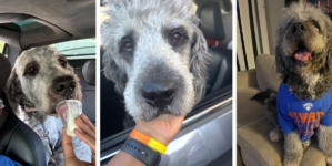 LAPD releases video of officer shooting dog after Knicks win