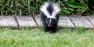 Using Irish Spring soap as a skunk repellent is a myth, wildlife expert says