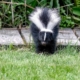 Using Irish Spring soap as a skunk repellent is a myth, wildlife expert says