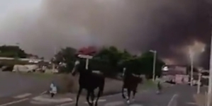 Horses run from thick smoke as wildfires spread in southern France