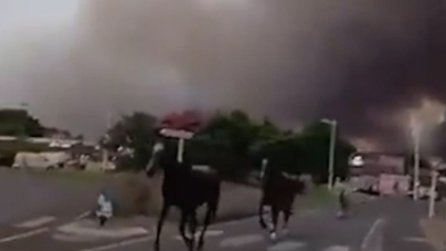 Horses run from thick smoke as wildfires spread in southern France