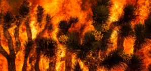 Extreme heat raises fears of fast-moving wildfires