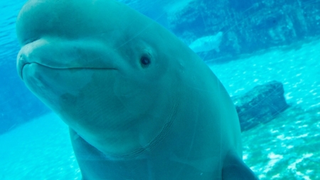 Dozens of Marineland’s beluga whales coming to U.S. through international emergency rescue plan