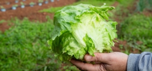 Taylor Farms pulls iceberg lettuce linked to cyclosporiasis outbreak