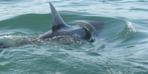 Shark sightings trigger beach alarm after swimmer is bitten during summer spike