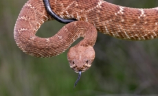 Search ensues after hiker bitten by rattlesnake deep in Angeles National Forest