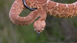 Search ensues after hiker bitten by rattlesnake deep in Angeles National Forest