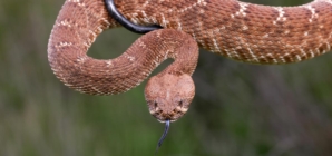 Search ensues after hiker bitten by rattlesnake deep in Angeles National Forest