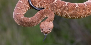 Search ensues after hiker bitten by rattlesnake deep in Angeles National Forest