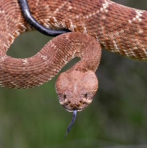Search ensues after hiker bitten by rattlesnake deep in Angeles National Forest