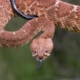 Search ensues after hiker bitten by rattlesnake deep in Angeles National Forest