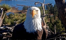 Celebrity bald eagle Jackie’s anemia worsens: ‘Wish we had better news’
