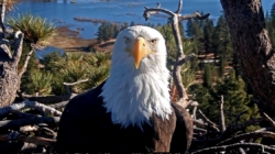 Celebrity bald eagle Jackie’s anemia worsens: ‘Wish we had better news’