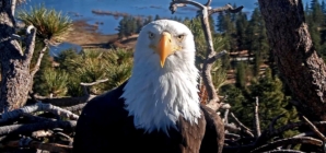 Celebrity bald eagle Jackie’s anemia worsens: ‘Wish we had better news’