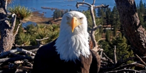 Celebrity bald eagle Jackie’s anemia worsens: ‘Wish we had better news’
