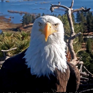 Celebrity bald eagle Jackie’s anemia worsens: ‘Wish we had better news’