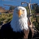 Celebrity bald eagle Jackie’s anemia worsens: ‘Wish we had better news’