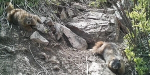 Marmots got money troubles: UCLA scientists turn to OnlyFans