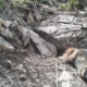 Marmots got money troubles: UCLA scientists turn to OnlyFans